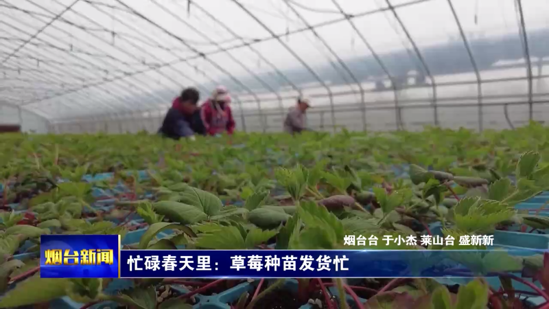 【烟台新闻】忙碌春天里：草莓种苗发货忙