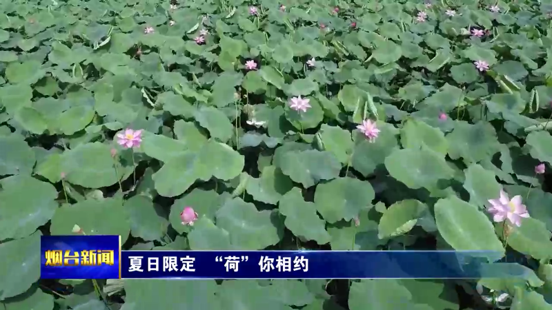 烟台：夏日限定  “荷”你相约
