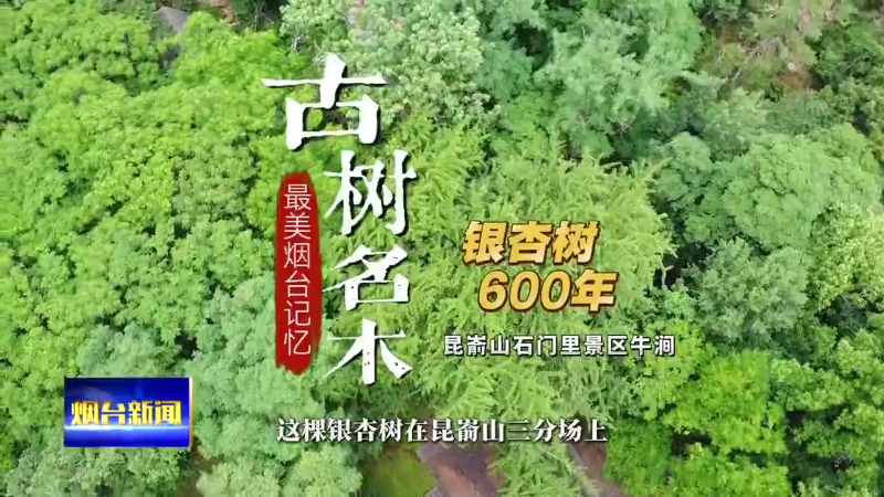 古树名木|昆嵛山石门里景区牛涧：600年银杏树