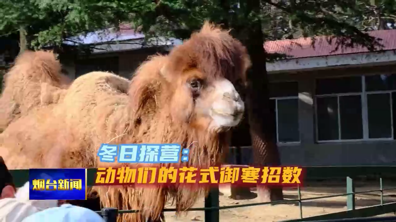 冬日探营：动物们的花式御寒招数