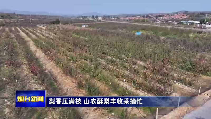 【烟台新闻】梨香压满枝 山农酥梨丰收采摘忙