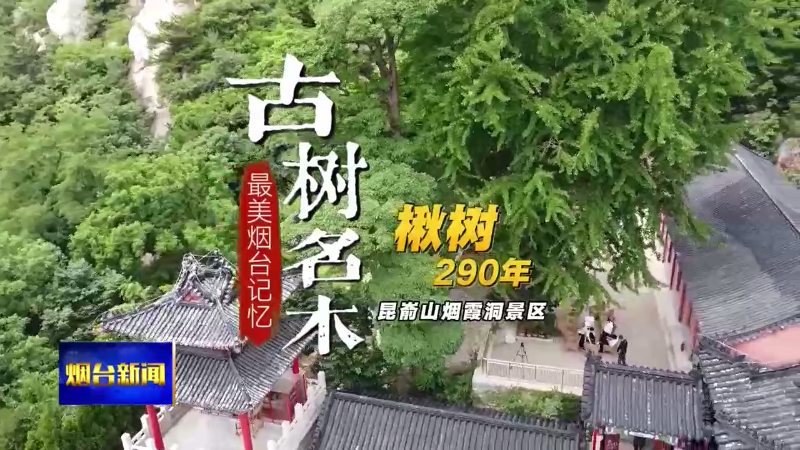 古树名木|昆嵛山烟霞东景区——楸树