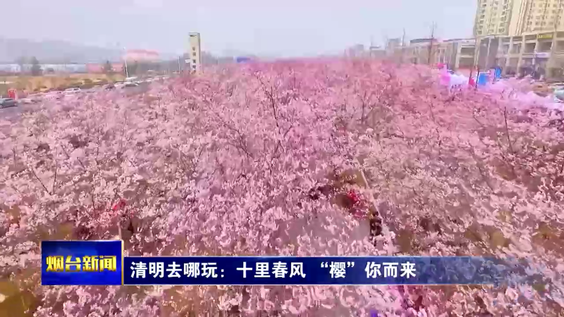 【烟台新闻 】清明去哪玩：十里春风 “樱”你而来