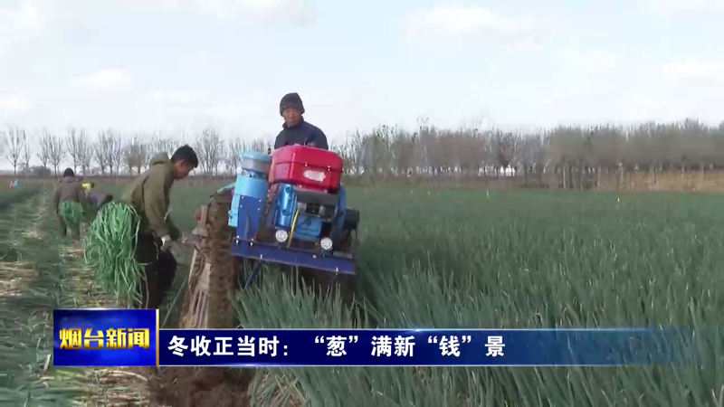 【烟台新闻】冬收正当时：“葱”满新“钱”景