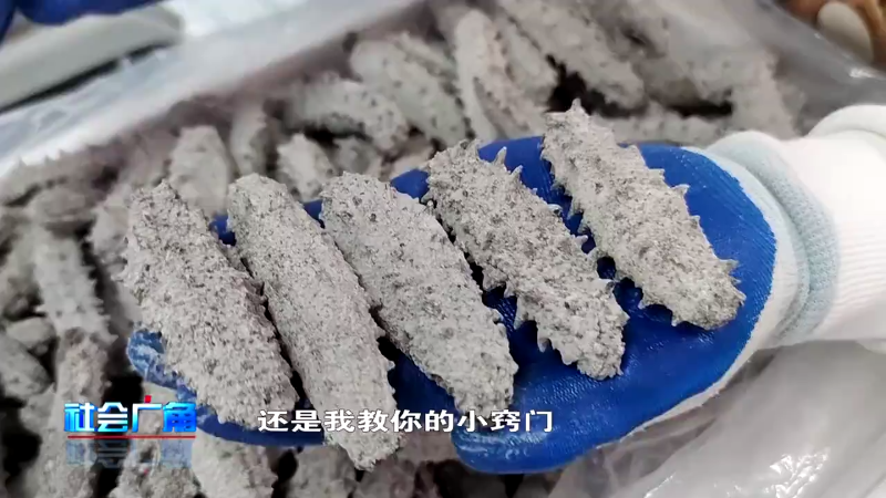 【社会广角】肉厚个大的尾茬秋参要下市了