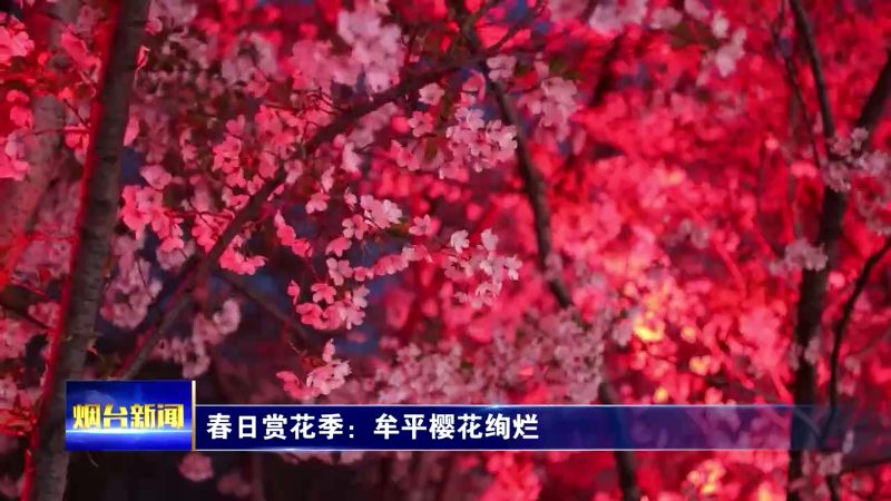 【烟台新闻】春日赏花季：牟平樱花绚烂