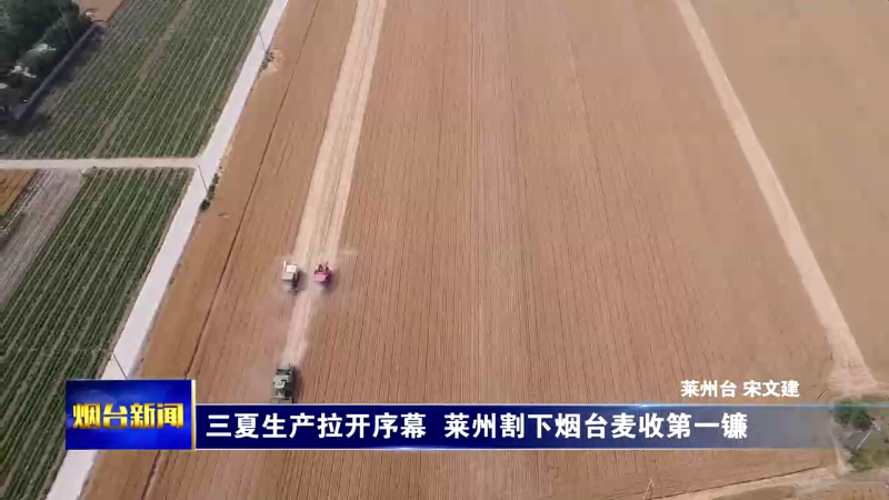 三夏生产拉开序幕  莱州割下烟台麦收第一镰