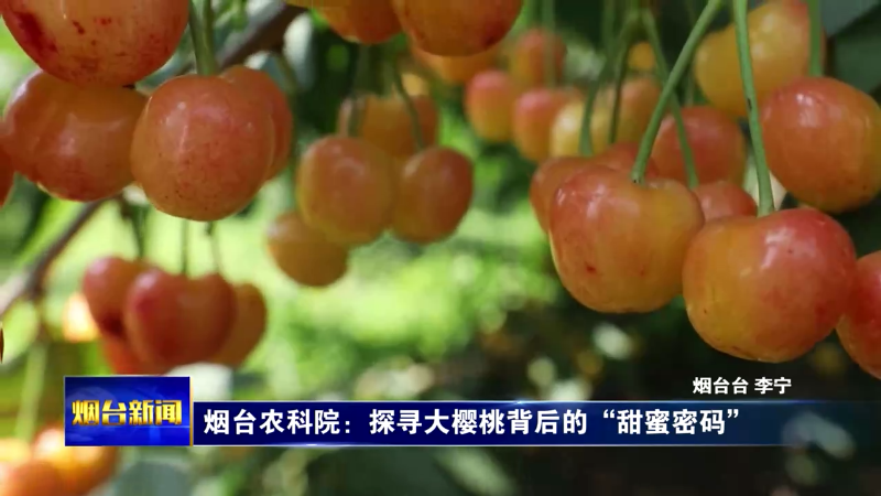 烟台农科院：探寻大樱桃背后的“甜蜜密码”
