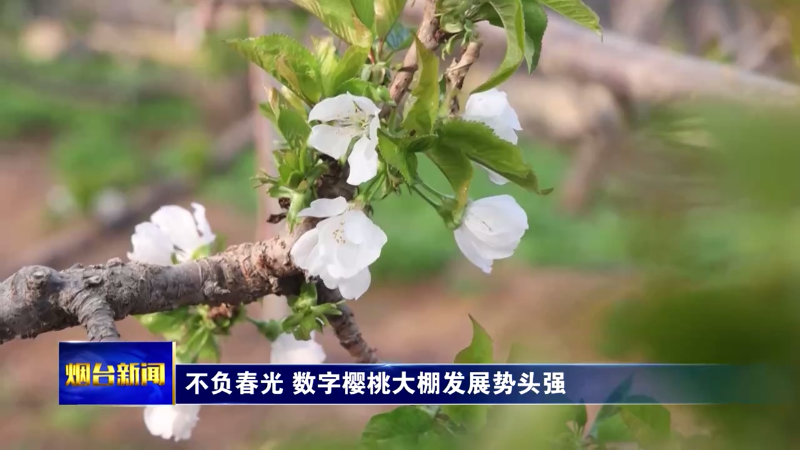 【烟台新闻】不负春光 数字樱桃大棚发展势头强
