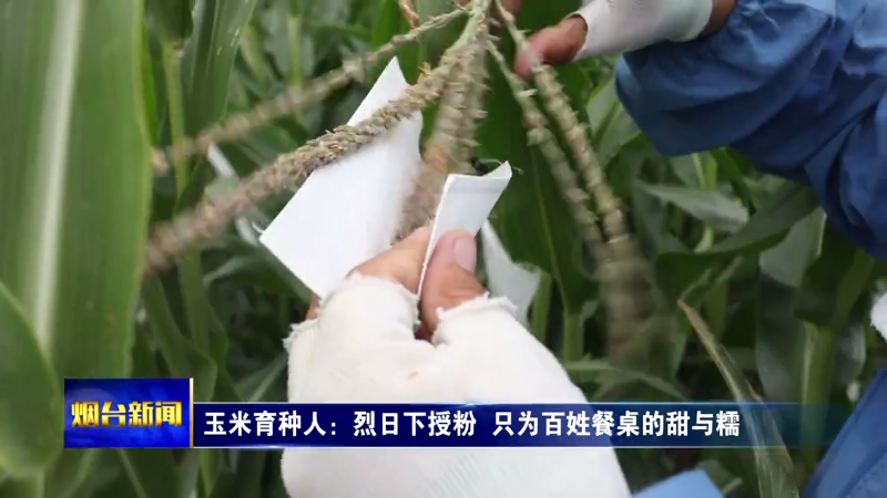 【烟台新闻】玉米育种人：烈日下授粉  只为百姓餐桌的甜与糯