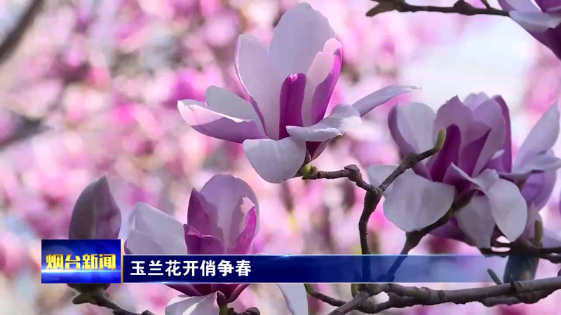 【烟台新闻】玉兰花开俏争春