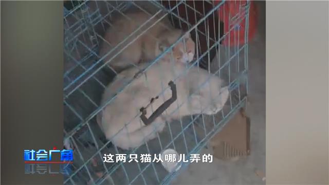 【社会广角】连吃带喝还偷猫，真当是自己家呢！