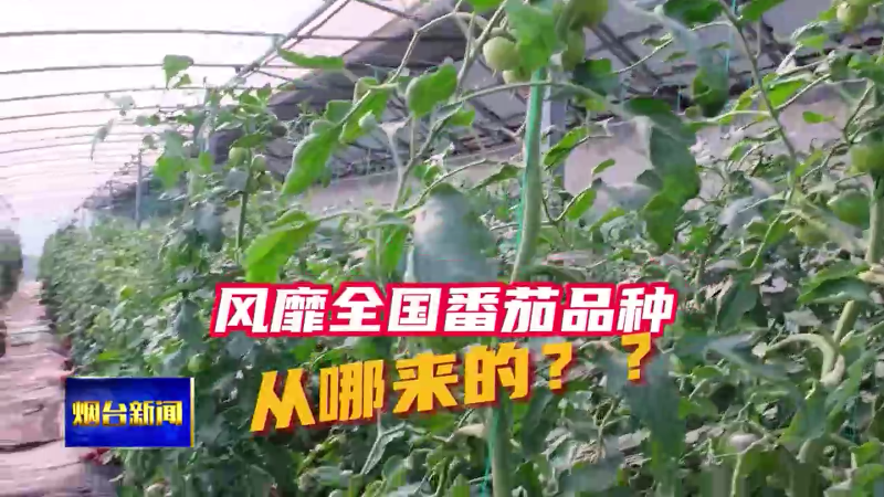 风靡全国西番茄品种从哪来的？