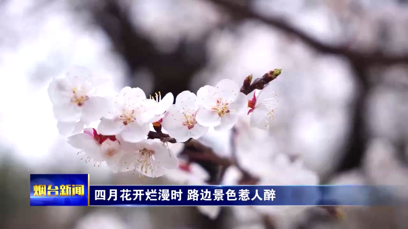 【烟台新闻】四月花开烂漫时 路边景色惹人醉