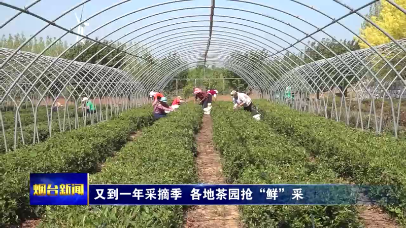 【烟台新闻】又到一年采摘季  各地茶园抢“鲜”采