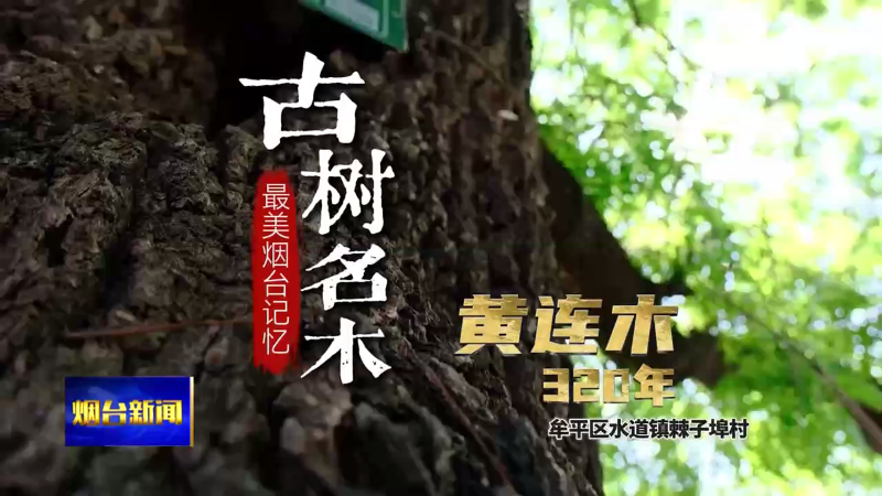 古树名木 最美烟台记忆|牟平棘子埠村：黄连木 320年