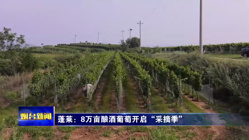 蓬莱8万亩酿酒葡萄开启“采摘季”