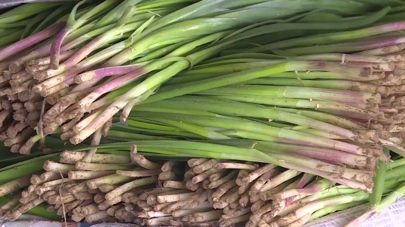 【社会广角】烟台凉地春鲜来了，龙口紫根韭菜走俏市场