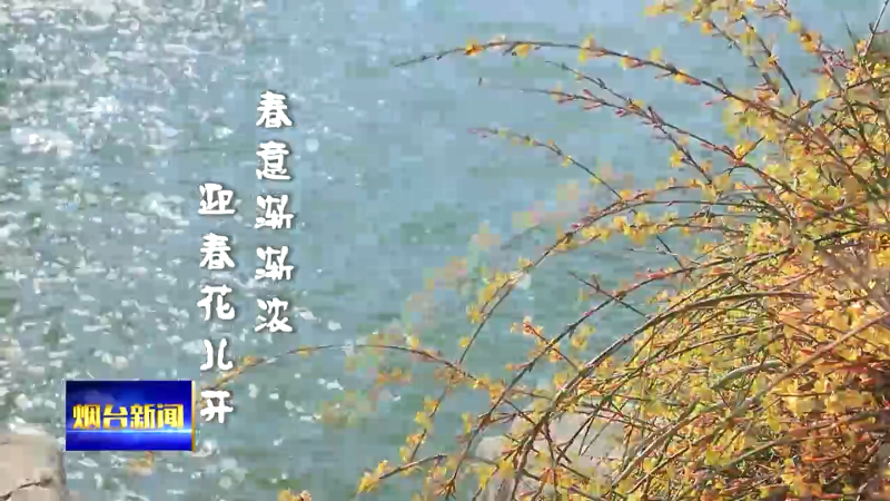 【烟台新闻】（烟台主播说）春意渐渐浓 迎春花儿开