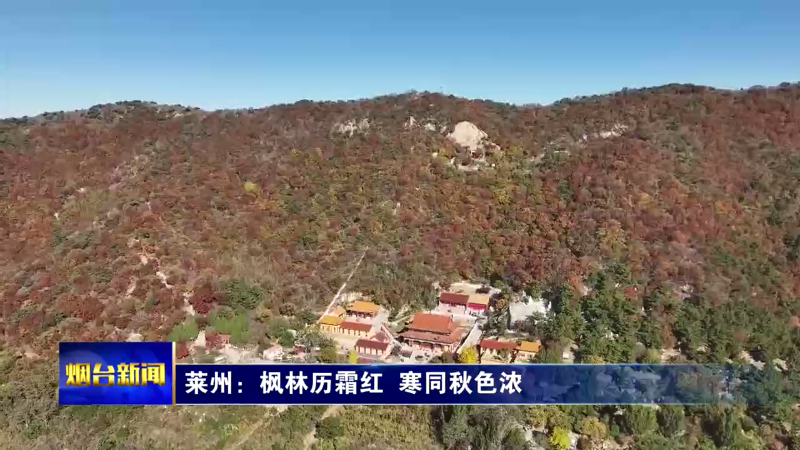 【烟台新闻】莱州：枫林历霜红  寒同秋色浓
