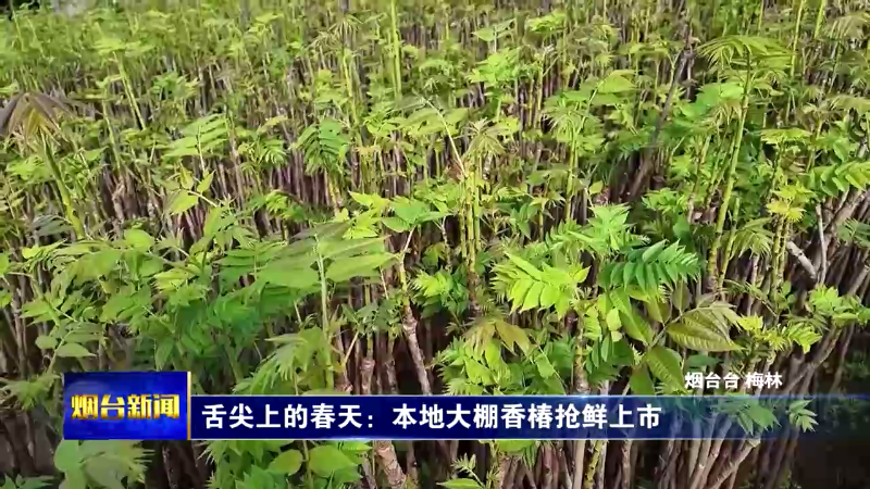【烟台新闻】舌尖上的春天：本地大棚香椿抢鲜上市