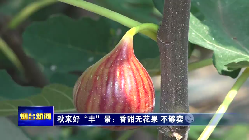 【烟台新闻】秋来好“丰”景