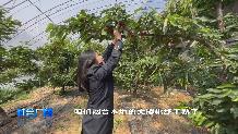 【社会广角】大棚大樱桃熟啦