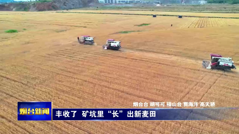 烟台：丰收了 矿坑里“长”出新麦田
