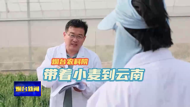 【烟台新闻】烟台农科院：带着小麦去云南