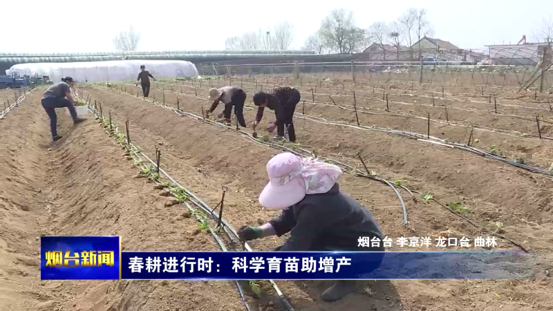 【烟台新闻】春耕进行时：科学育苗助增产
