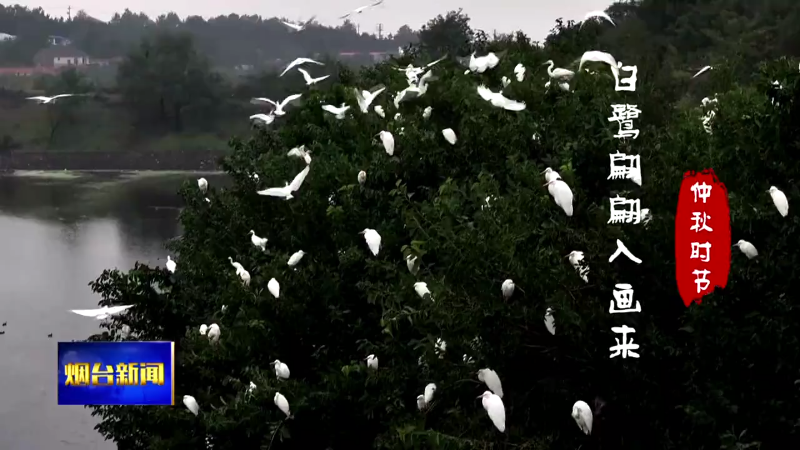 仲秋时节 白鹭翩翩入画来