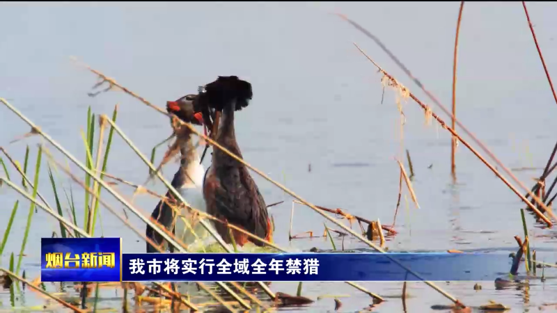 【烟台新闻】我市将实行全域全年禁猎