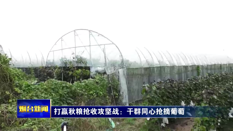 打赢秋粮抢收攻坚战：干群同心抢摘葡萄