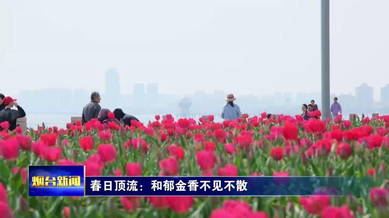 春日顶流：和郁金香不见不散