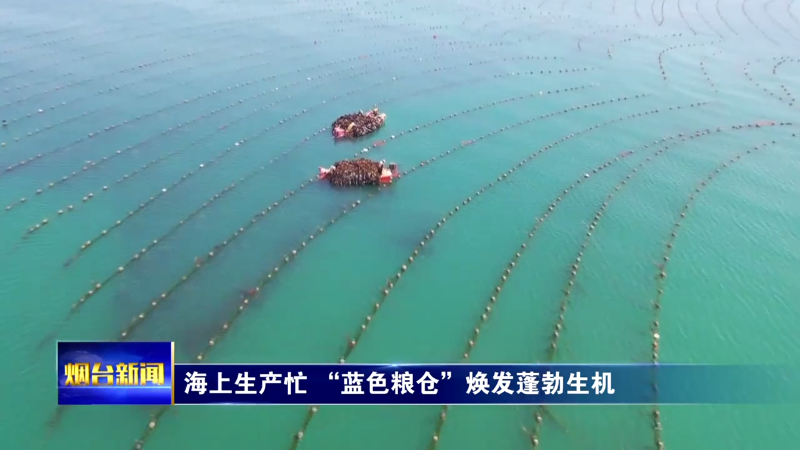 【烟台新闻】 海上生产忙 “蓝色粮仓”焕发蓬勃生机