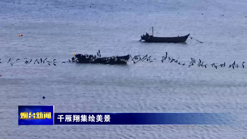 烟台：千雁翔集绘美景