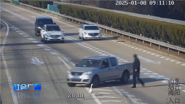 男子在高速公路抓大鹅，咋想的？