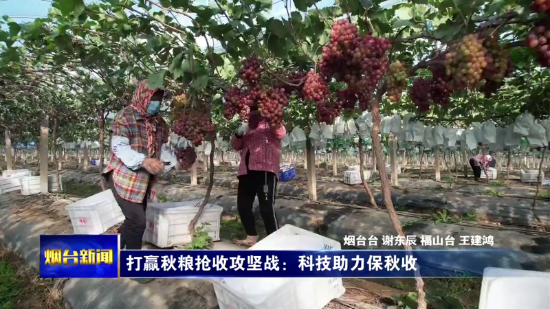 【烟台新闻】打赢秋粮抢收攻坚战：科技助力保秋收