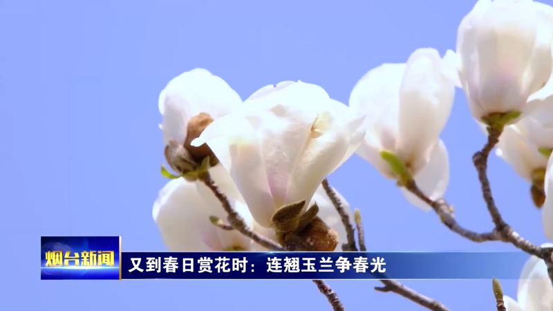 【烟台新闻】又到春日赏花时