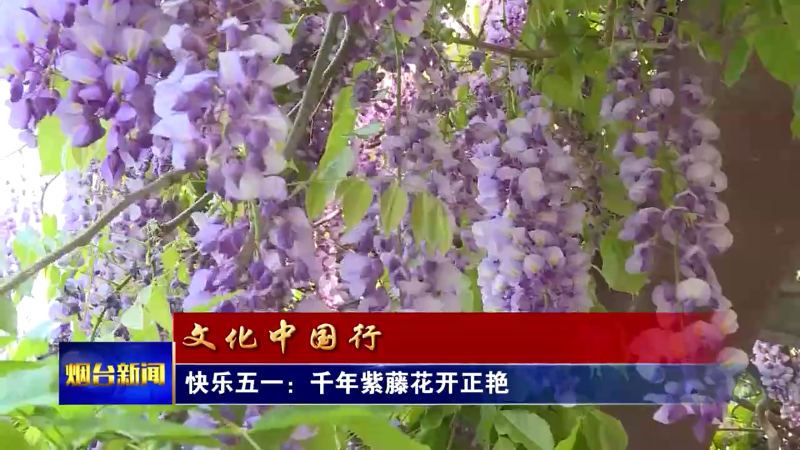 【烟台新闻】快乐五一：千年紫藤花开正艳