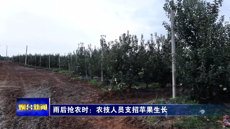 雨后抢农时：农技人员支招苹果生长