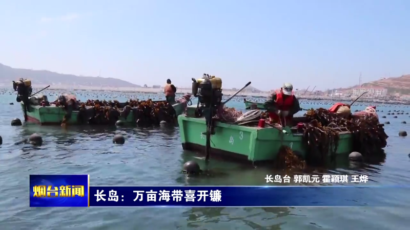 长岛：万亩海带喜开镰