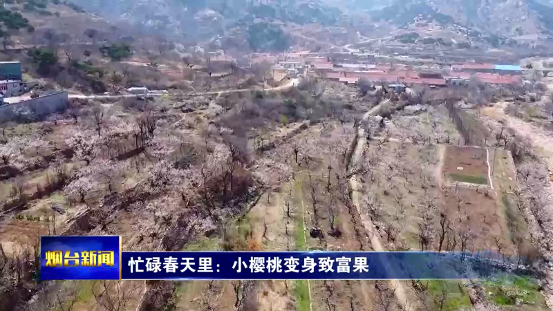 【烟台新闻】忙碌春天里：小樱桃变身致富果