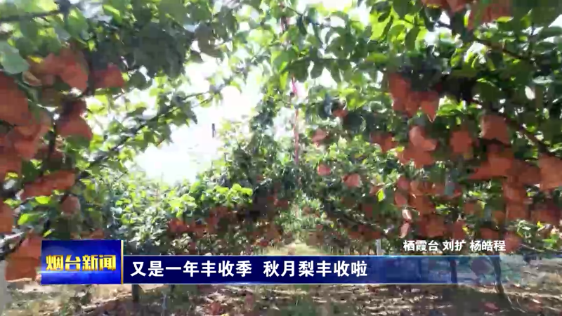 【烟台新闻】 又是一年丰收季  秋月梨丰收啦