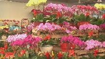 买盆鲜花过大年 烟台花鸟鱼市选择多