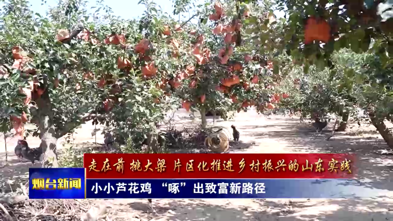 小小芦花鸡 “啄”出致富新路径