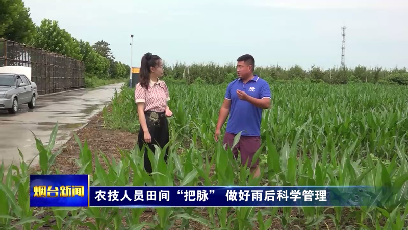 烟台农技人员田间“把脉”，做好雨后科学管理