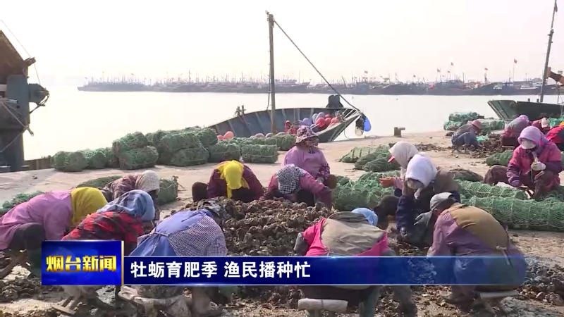 【烟台新闻】牡蛎育肥季 渔民播种忙