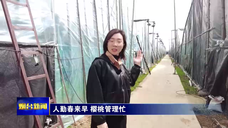 【烟台新闻】人勤春来早 樱桃管理忙