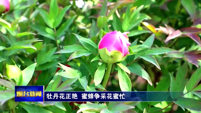 【烟台新闻】牡丹花正艳 蜜蜂争采花蜜忙